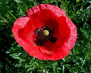 corn poppy